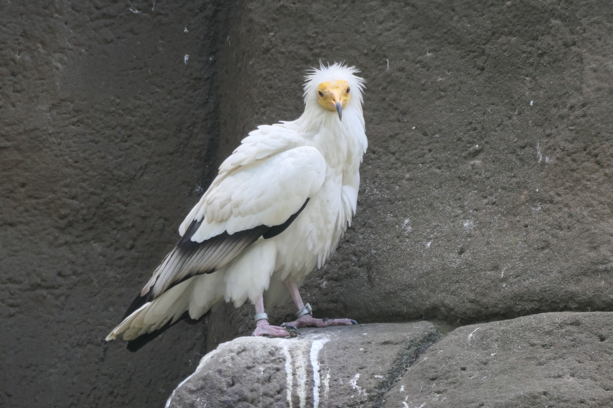 Tierpark Zoo  29